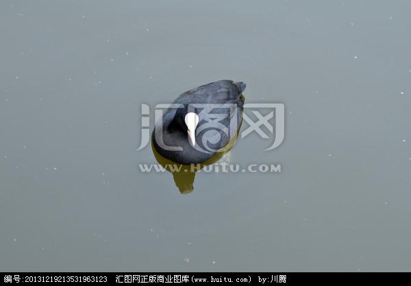 [正版商业] 白头鸭