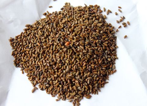 决明子的副作用