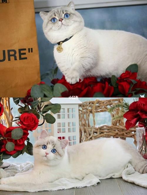 四月繁育计划 【蓝山猫色&海豹山猫双色】_英短_穿搭_英短重点色_宠物