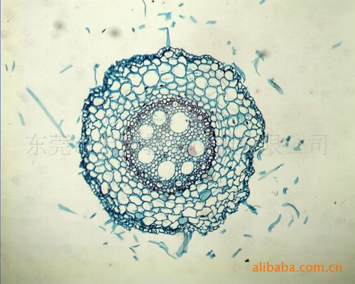 松木离析装片看木纤维