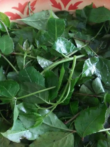 姚筱琼野菜系列散文1刺三加