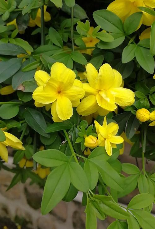野迎春花