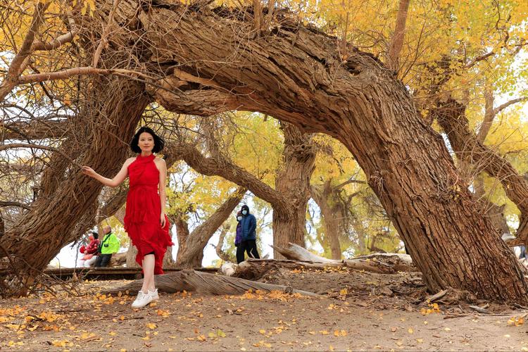 胡朽树下的美女