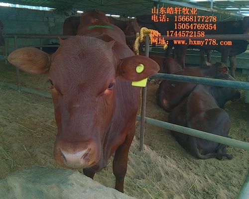 良种牛安格斯牛牛犊多少钱一头 肉牛安格斯利木赞 西门塔鲁西黄母牛