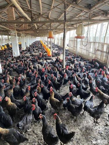 黑凤鸡 新兴温氏足日肉鸡黑凤均重3.8斤土鸡麻黄项清远麻鸡阉鸡