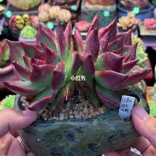 入坑多肉东云篇三 红钻 弗诺瑞安娜 弗兰克 阿卡奴比斯 乌木缀化_汤姆