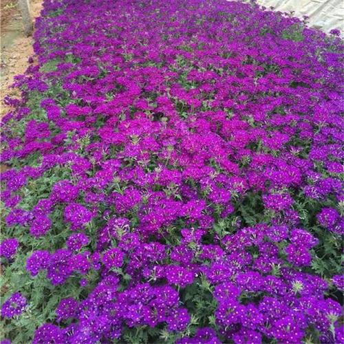 耐寒宿根花卉多色美女樱可工程绿化小区公园街道观赏