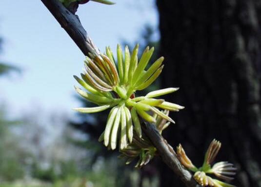 杜仲雄花的作用与功效