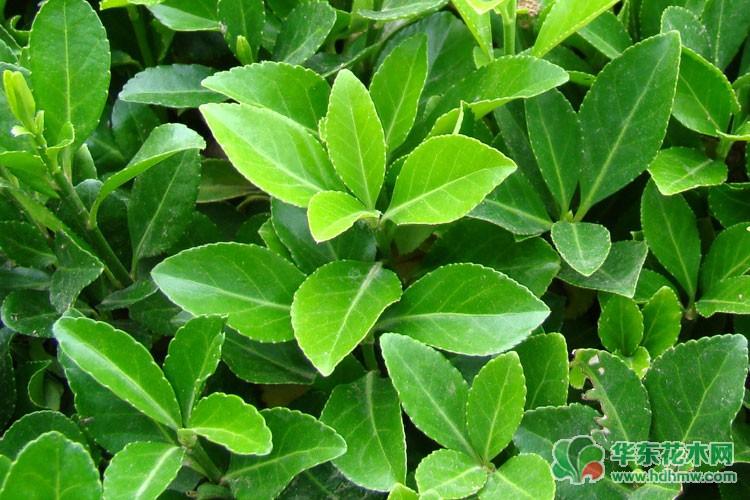 大叶黄杨叶子图片