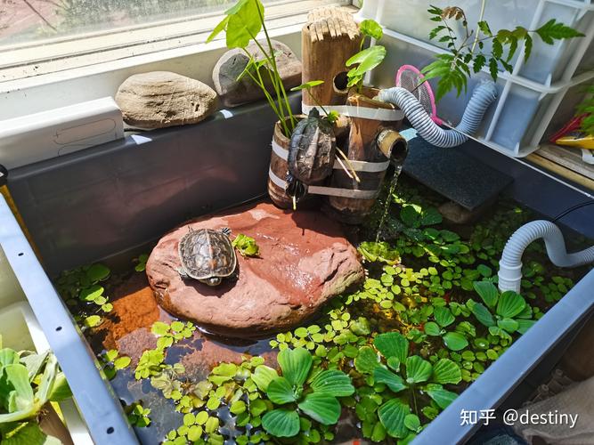 乌龟的生活环境一定要有晒台吗可不可以不放晒台呢