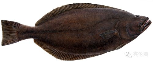 大比目鱼(halibut)