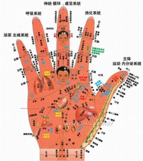 [人体五脏六腑位置图]人体五脏六腑位置图详细介绍