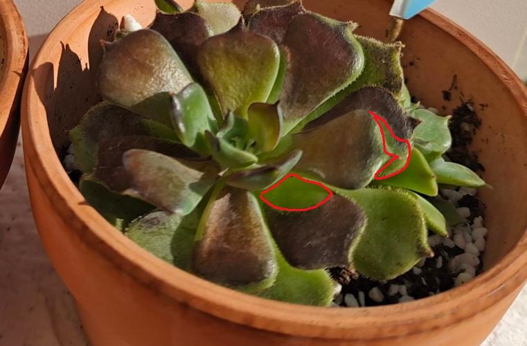 这是多肉烟煤病吗