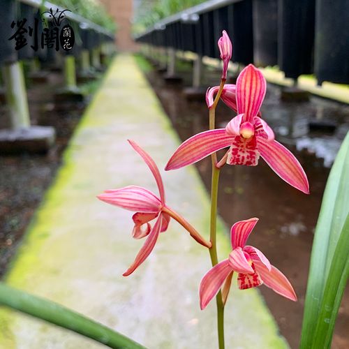 刘阁兰花苗 现带花苞建兰八大红花名贵兰室内阳台绿植