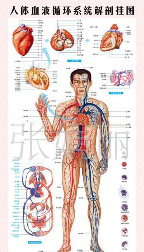 关于人体血液循环手抄报 手抄报图片大全集