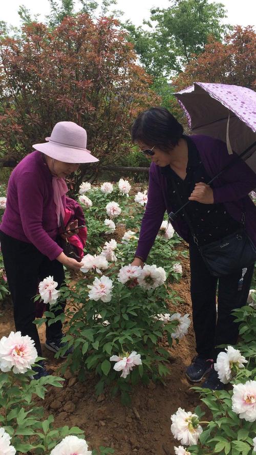 童梦香村,大村镇西南庄村牡丹园