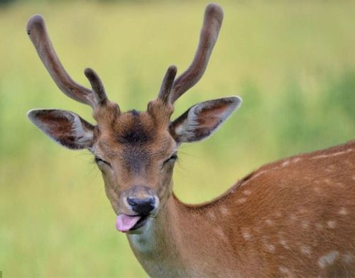 德贝郡考克宅邸附近的一头小鹿,搞怪的神情非常可爱.