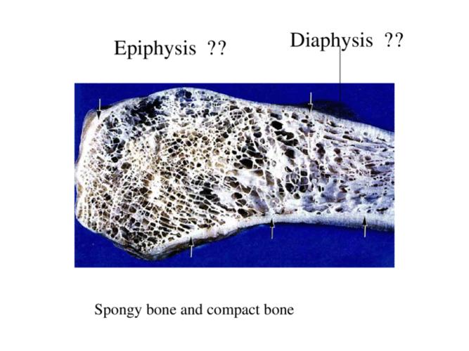cartilage and bone tissue