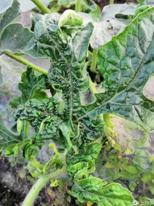 专家您好:菜园子里种的西瓜叶子卷曲是什么病,怎样防治.