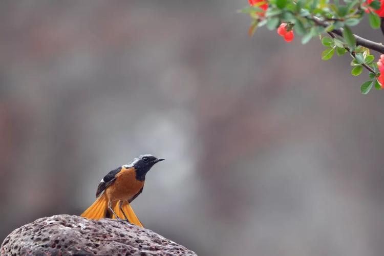 轻便带来更多拍摄机会松下g9拍鸟体验