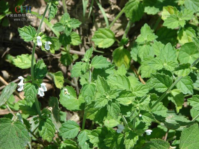 白绒草-百度百科