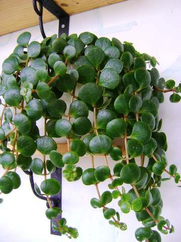 中国原生多肉植物圆叶景天