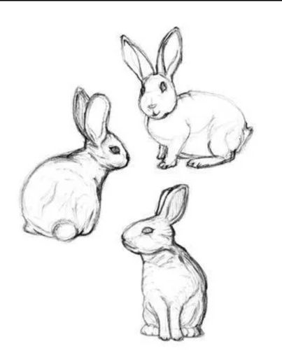 兔子素描简笔画图片兔子各种姿势动态100图