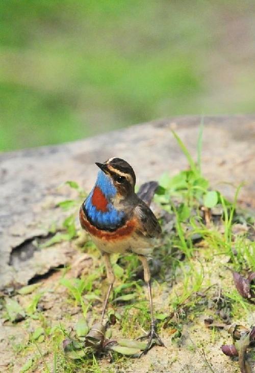 其它 我学照鸟一兰靛颏 写美篇 蓝点颏,雀形目,鸫科,别称"蓝喉歌鸲"