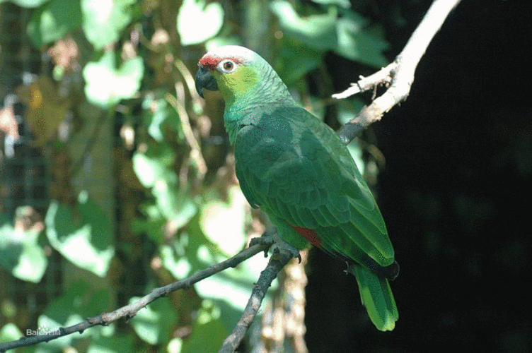 红额亚马逊鹦鹉厄瓜多尔亚种
