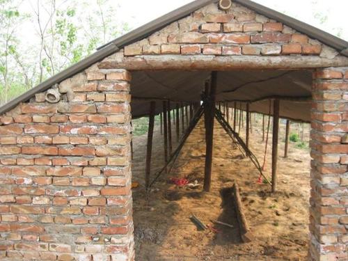 不同品种的鸡,鸡舍的建造不同,看看你该建什么类型的鸡舍