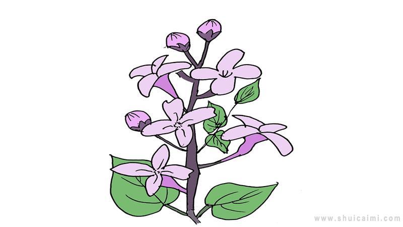 丁香结简笔画怎么画丁香结简笔画好看