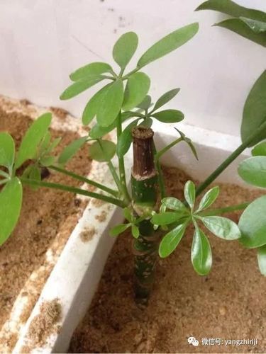 鸭掌木,扦插,水培