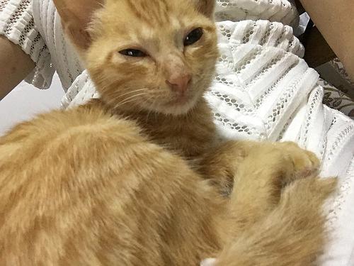 刚洗好澡的宝宝萌萌的,这表情,这慵懒,又趴我身.