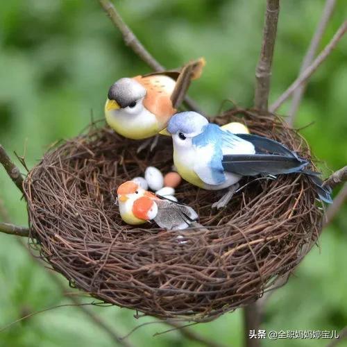 分享鸟类筑巢