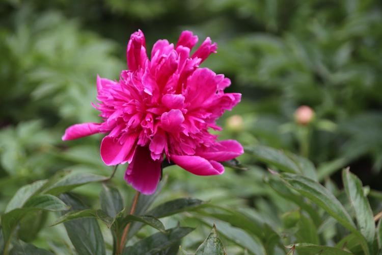 芍药～扬州市花