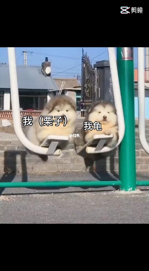栗子似学霸90的笔记_健身_运动健身_搞笑_搞笑其他