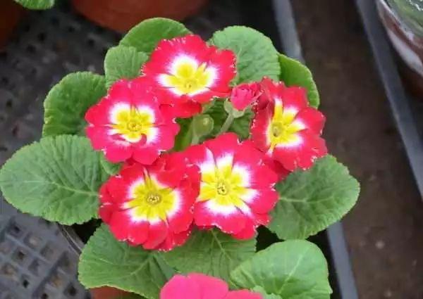 养花知识 养花技巧 3,温度:报春花喜温暖,稍耐寒,适宜生长温度为15