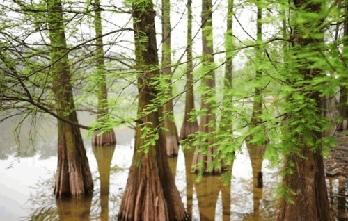 水松,水杉,落羽杉的区别