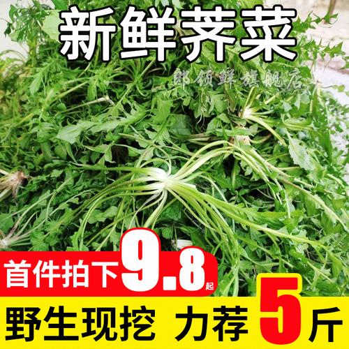 新鲜现挖秦岭野生荠菜扁锅铲菜地丁菜靡草地米菜荠菜饺子5斤包邮
