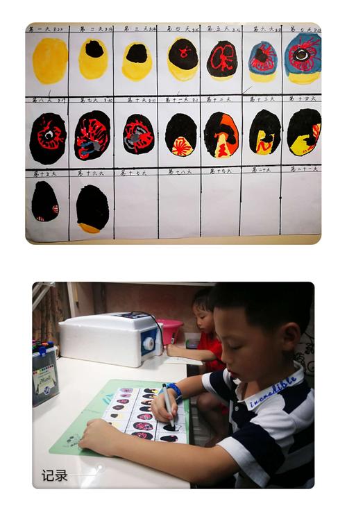 小鸡孵化实验(漫长的21天)