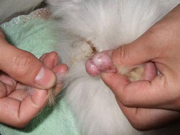 实拍公猫绝育手术过程照片