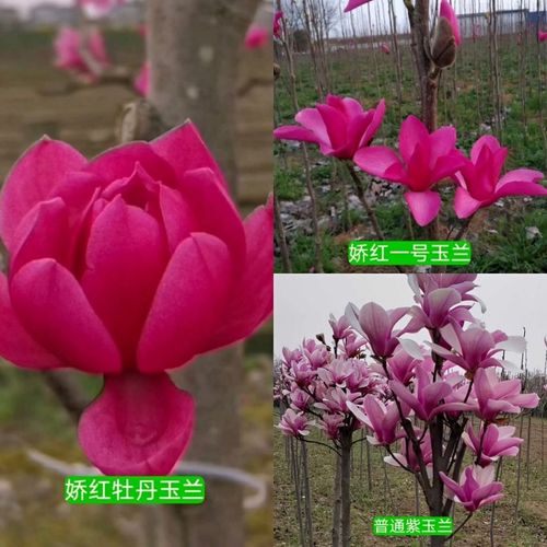娇红牡丹玉兰花新品种玉兰牡丹玉兰花重瓣玉兰红花玉兰当年可开花
