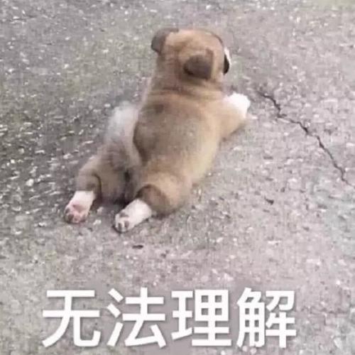 汪星人表情包167:滚啊!愁啊!怂炸!出不出来玩…卸妆了!无法理解!