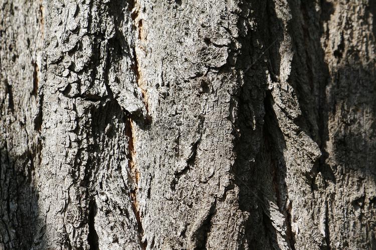 树皮纹理特写素材