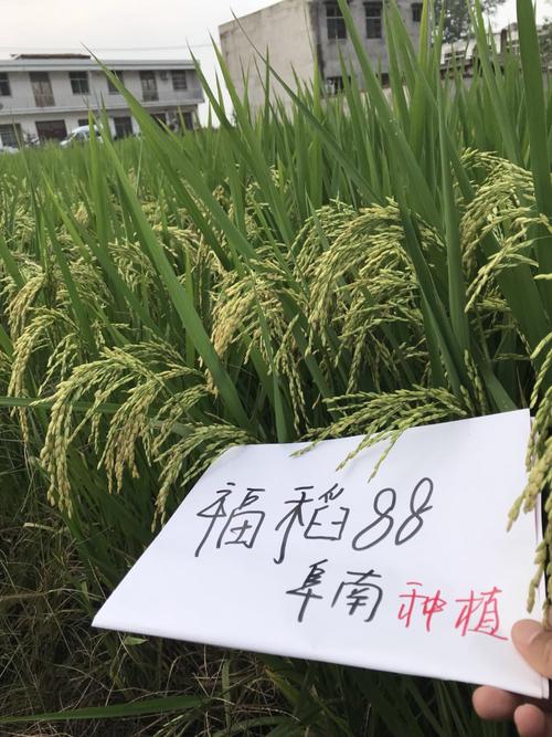 福稻88.……幸福嫁到阜南县