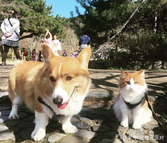 谁说猫狗不能一起养,网友家的猫狗出游照让人羡慕