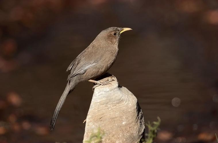中国特产鸟(山噪鹛)