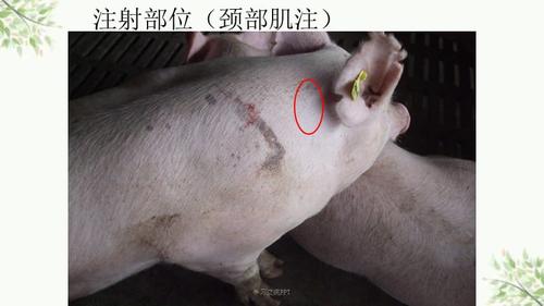 猪注射部位图片课件