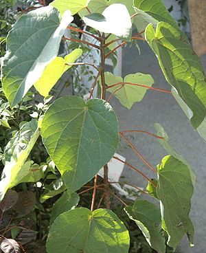 学院植物信息 植物二维码 >> 文章内容  [别名]椅,水冬瓜,水冬桐,椅树