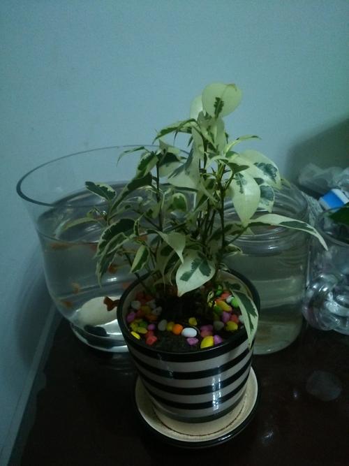 请问这个小盆栽植物叫什么名字,叶子白底 绿斑